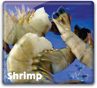 Shrimp